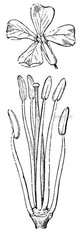 棕色芥菜植物(芸苔属芥菜)花和带雌蕊的雄蕊- 19世纪